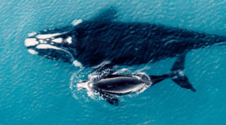 Whale Watching & Marine Safari Gansbaai
